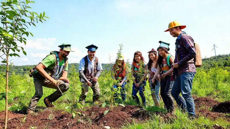 Trabajadores de ONG plantan árboles en equipo