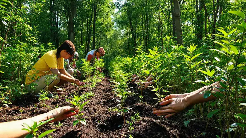 Voluntarios plantan árboles en bosque biodiverso